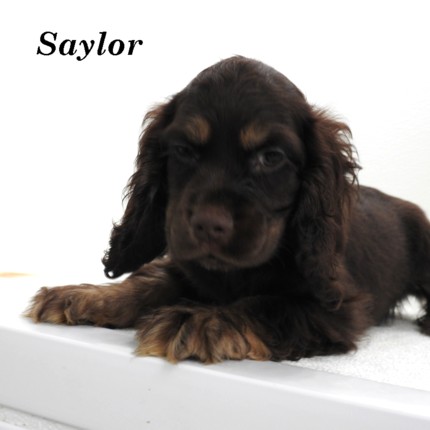 puppy, for, sale, Cocker Spaniel, Joe & Cherri  Overlease, dog, breeder, Miller, MO, dog-breeder, puppy-for-sale, forsale, nearby, find, puppyfind, locator, puppylocator, aca